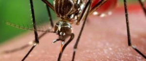 Zika-protección-Repelente-zermat